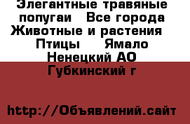 Элегантные травяные попугаи - Все города Животные и растения » Птицы   . Ямало-Ненецкий АО,Губкинский г.